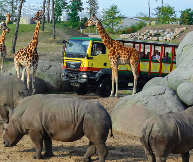 Wildlands Giraffe
